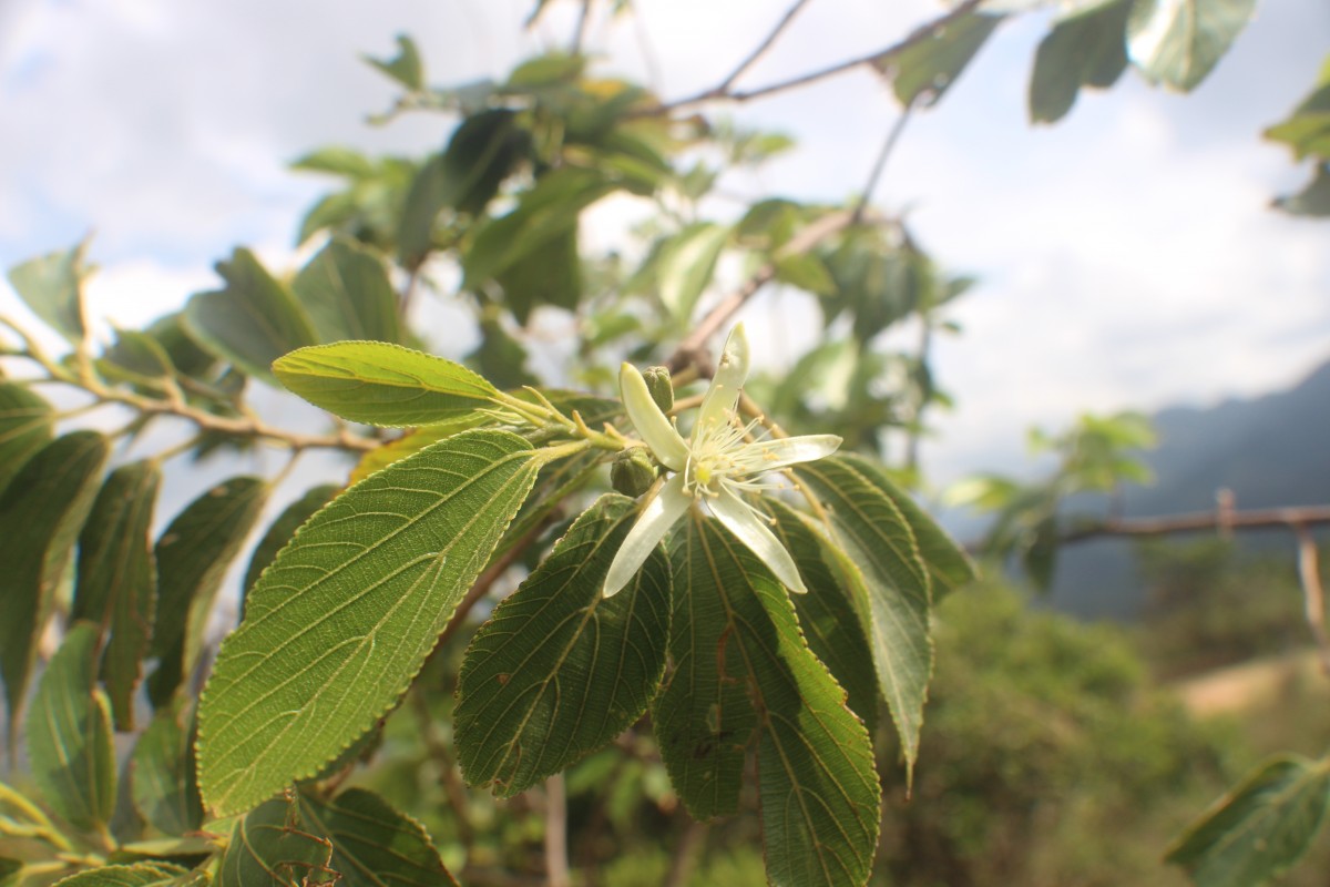 Grewia bracteata Roth